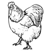 CHICK003