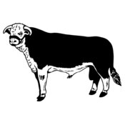 COW012