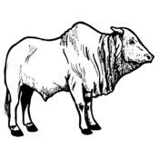 COW021