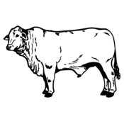 COW022