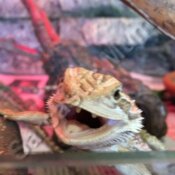 Smile! Baby beardie