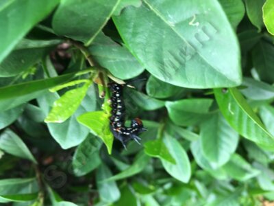 Caterpillar