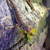 Baby beardie vs dandelion