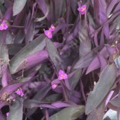 Purple leaves pink flowers