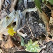 Say ahhh! Beardie and dandelion